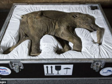 Exponen cría de mamut por primera vez en Europa