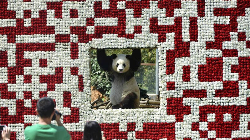 Panda posa en un gigantesco código QR