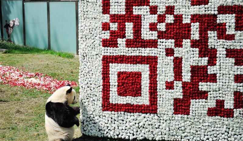 Panda posa en un gigantesco código QR