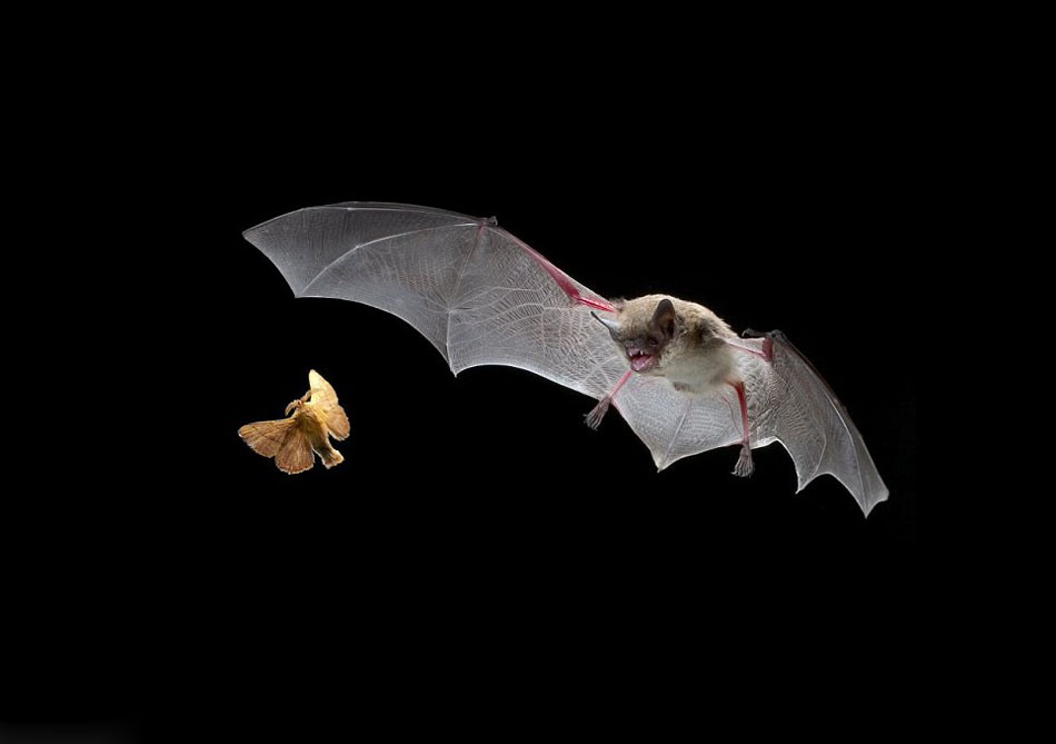 Fotógrafo estadounidense capta imágenes nocturnas de un murciélago