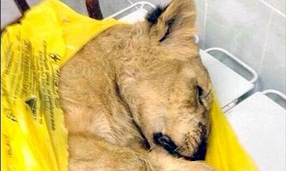 Caos en un tren ruso al escaparse una cría de león