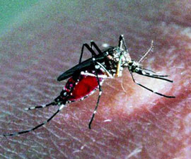 Científicos usan método de modificación genética para erradicar malaria
