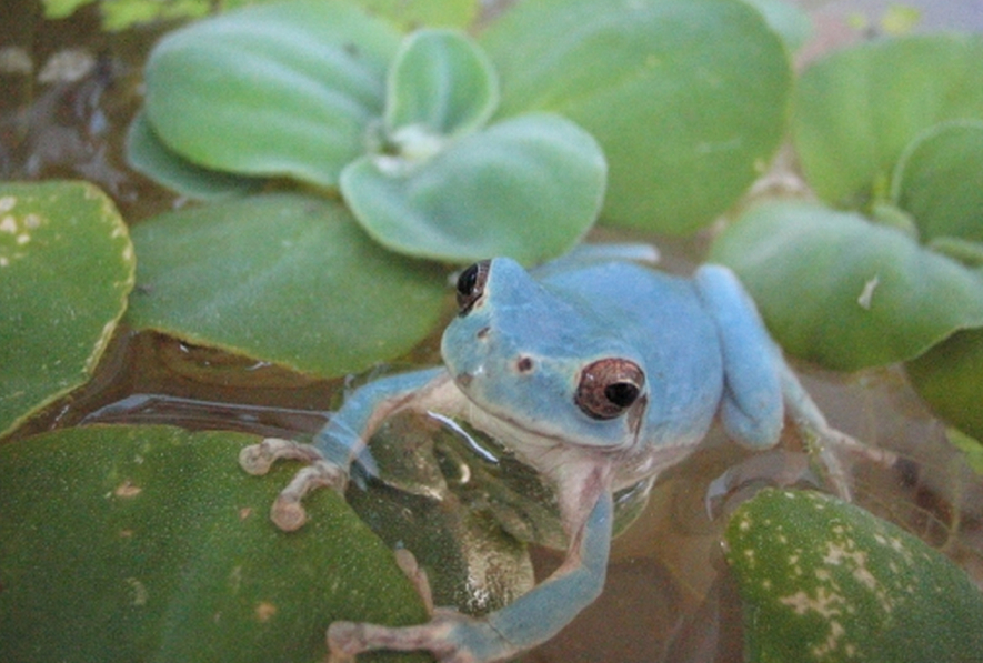 Se encuentra una rana azul en Corea del Sur 