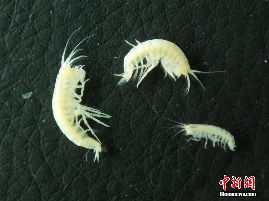 Chengdu descubre por primera vez el camarón de cueva, la polilla y otras nuevas especies