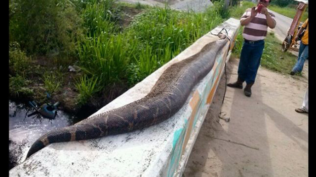Hallan serpiente de siete metros en Tabasco