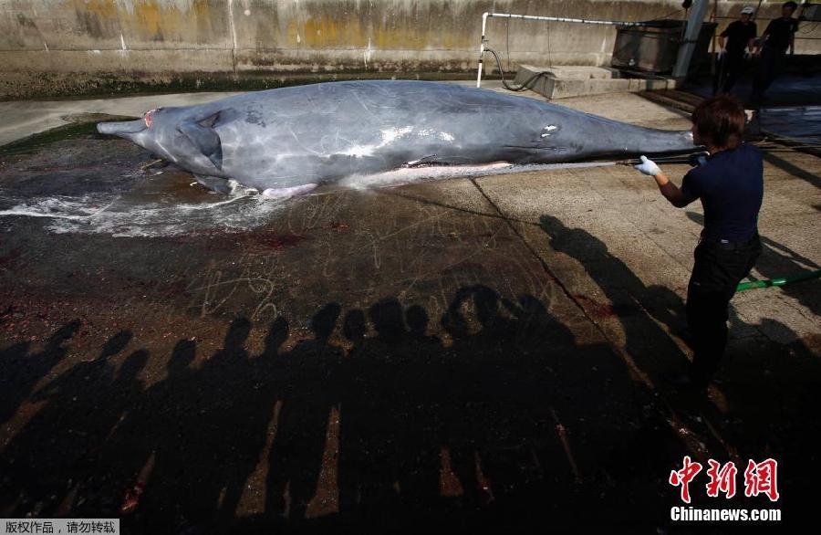 Japón inicia la campaña de caza de ballenas en el Pacífico Norte