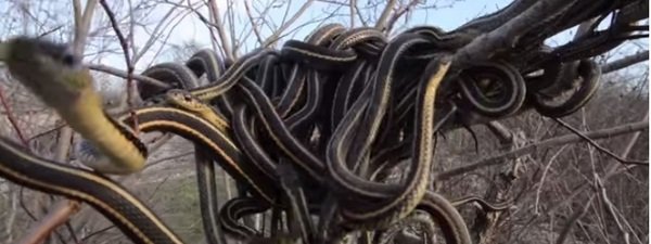 Descubren el mayor nido de serpientes del mundo