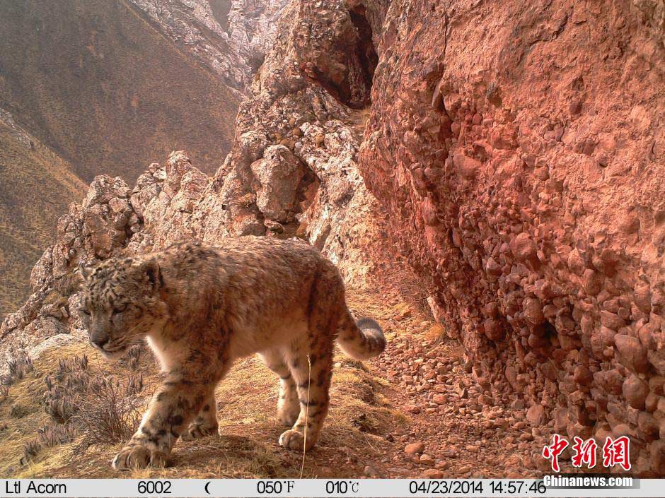 Equipo de investigación ha fotografiado 38 veces a leopardos de nieve en el área de la fuente del Río Lancang 3