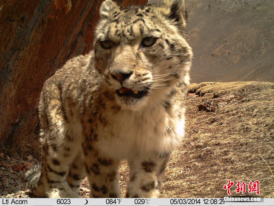 Equipo de investigación ha fotografiado 38 veces a leopardos de nieve en el área de la fuente del Río Lancang 2