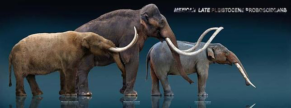 Gonfoterios, los elefantes que convivieron con los primeros americanos