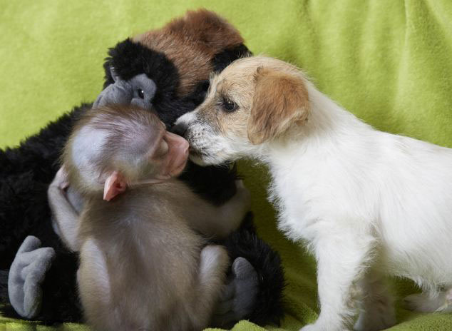 Mono abandonado se hace amigos de unos perros