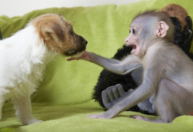 Mono abandonado se hace amigos de unos perros