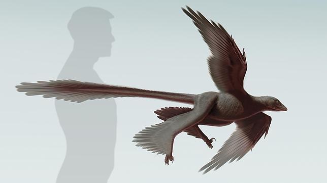 Descubren el dinosaurio volador con la cola más larga