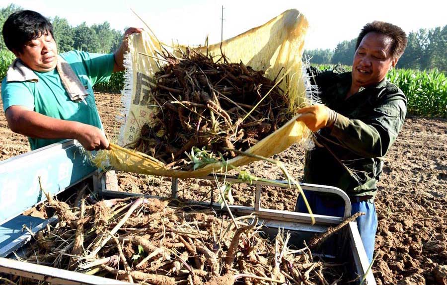 Agricultores cosechan Baizhi en un pueblo de Bozhou, provincia de Anhui, 21 de julio del 2014.