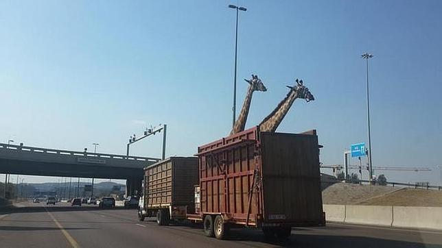Una jirafa muere tras chocar contra el puente de una carretera