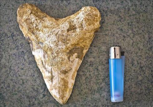 Hallan un diente de tiburón de hace 6 millones de años