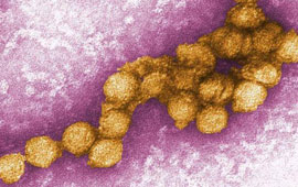 Grecia informa sobre primer caso del año de virus de Nilo Occidental