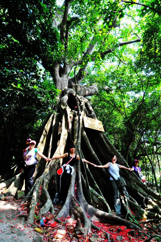 Formando una rueda, tratan de abrazar un antiguo árbol de Banyan. Dongxin, Guangxi Zhuang. [Foto/www.dxzf.gov.cn]