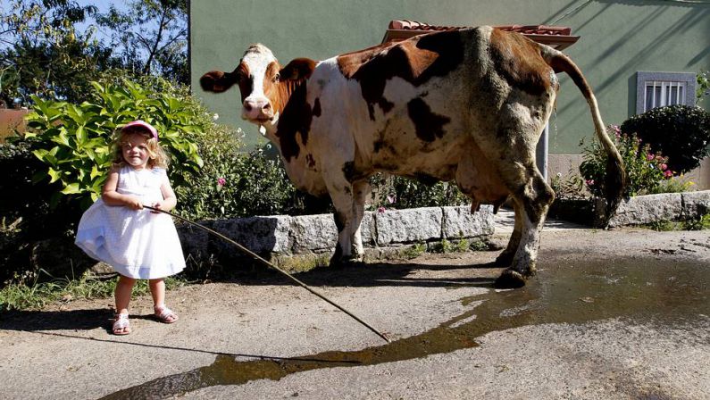 El Ayuntamiento aplicará la ley al ganadero multado por excrementos de vacas
