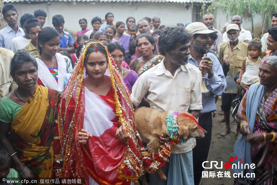 Niña india se casa con un perro callejero para evitar una maldición