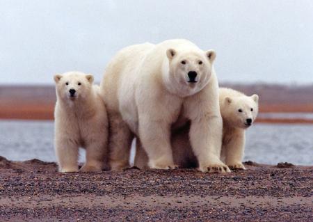 La nieve conserva el ADN de los osos polares