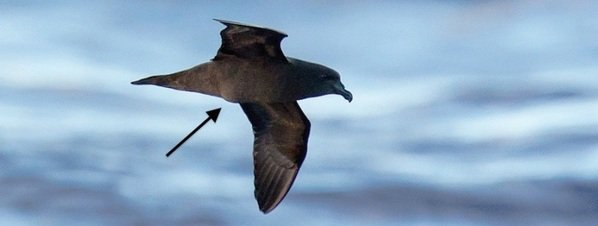 Fotografían por primera vez un ave 'embarazada' en pleno vuelo