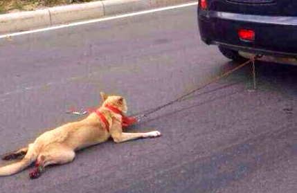 Esta foto muestra a un perro encadenado a la parte trasera de un vehículo siendo arrastrado por una carretera. Sus patas traseras parecen estar sangrando. Foto de Sina Weibo del sábado.