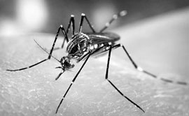 Provincia china de Guangdong registra 1.400 nuevos casos de dengue en 2 días