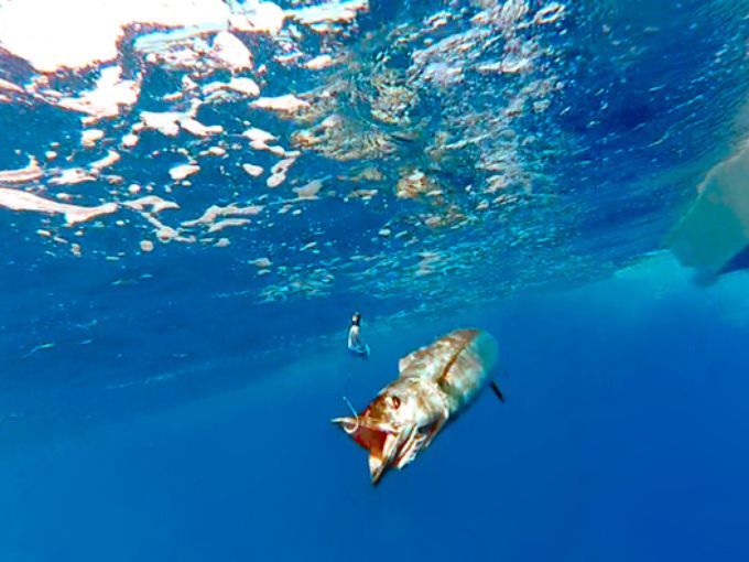 Seres extraños en el mar de las Bahamas 