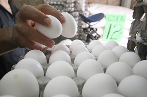 Consumo de huevo previene enfermedades cardiovasculares