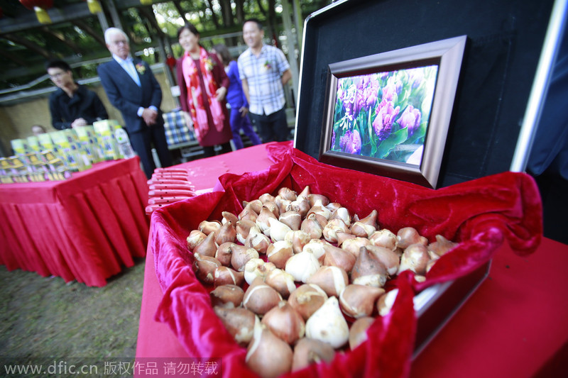 Los bulbos del famoso tulipán antes de la apertura de la exposición. [Foto/IC]