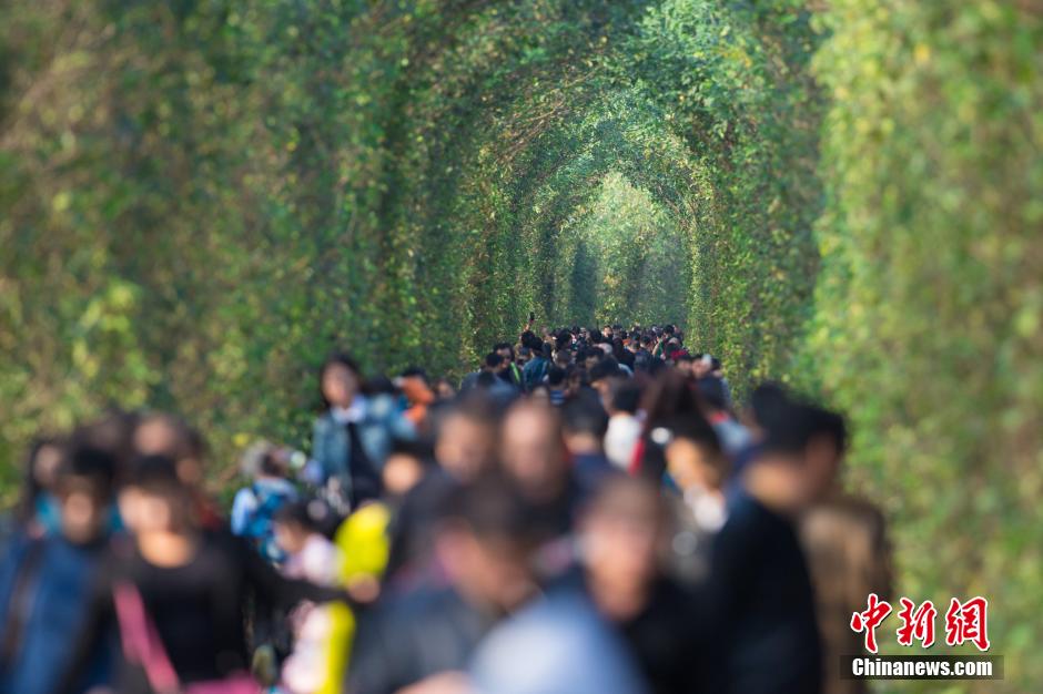 El "túnel del amor" de Nanjing