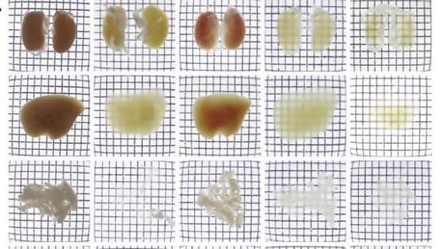 Logran crear ratones adultos transparentes con órganos