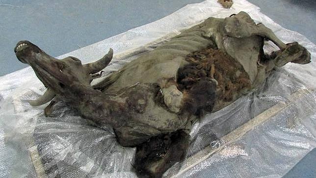 Encuentran la momia de un bisonte congelado con más de 9.000 años