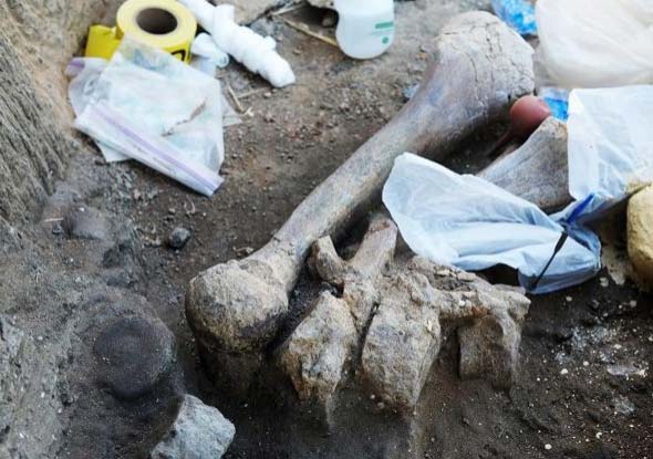 Hallan restos de mastodonte al cavar en un jardín