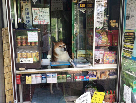 El perro japonés que vende cigarrillos