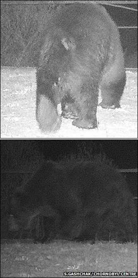 Los osos pardos regresan a la Zona de Exclusión de Chernobyl