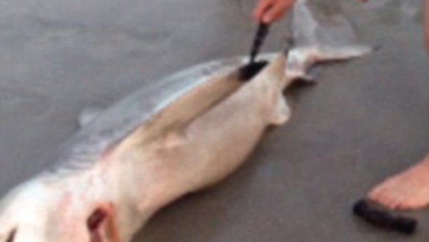 Hacen una cesárea a un tiburón muerto en la playa