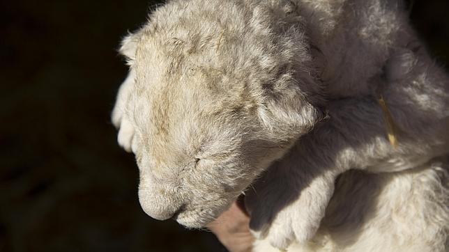 Nace uno de los 50 leones blancos únicos en el mundo