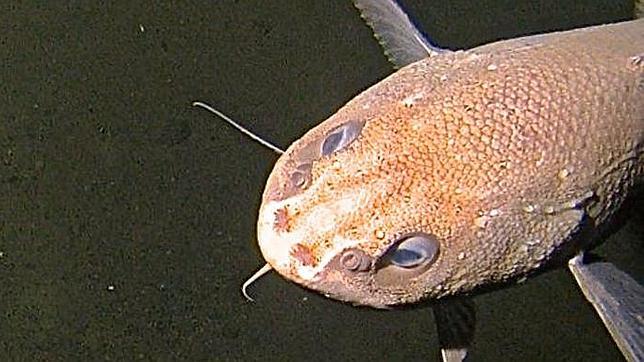 Encuentran nuevas especies a más de 8.000 metros bajo el océano Pacífico