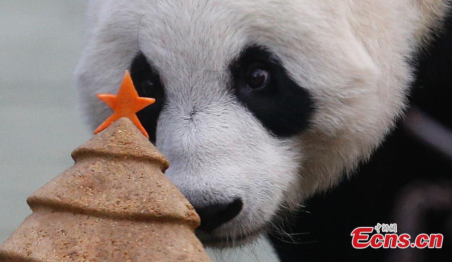 Panda recibe regalo de Navidad en el Zoo de Edimburgo