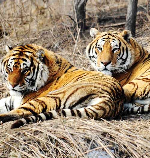 Parque de tigre siberiano de China registra 105 nacimientos en 2014