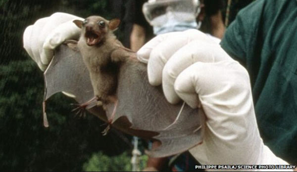 Los murciélagos, probable fuente de la actual epidemia de ébola