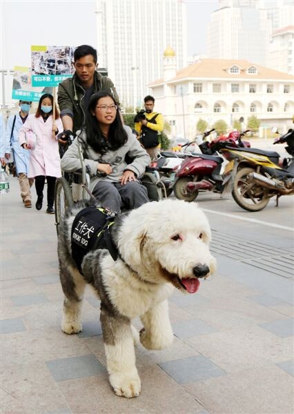 Perros policía se preparan para el éxodo de año nuevo chino