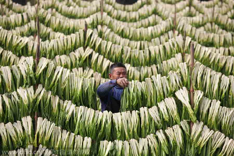 Un hombre seca las coles al aire libre en su granja de Chongqing, el 17 de febrero de2013. [Foto/IC]