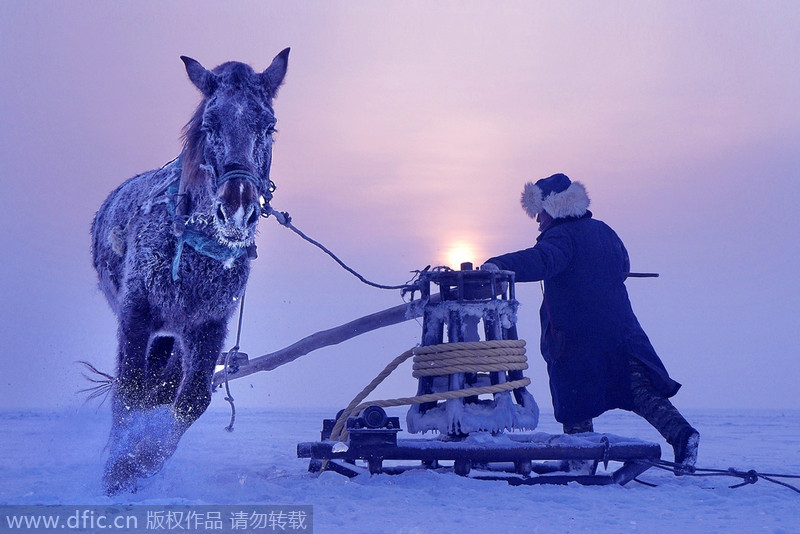 Un hombre y su caballo sobre el lago congelado Chaganhu haciendo un orificio para pescar bajo el hielo en enero de 2013, en la provincia de Jilin. [Foto/IC]