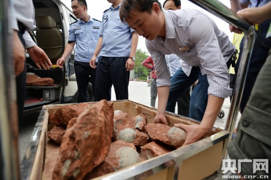 Encuentran 43 huevos de dinosaurio en el sur de China