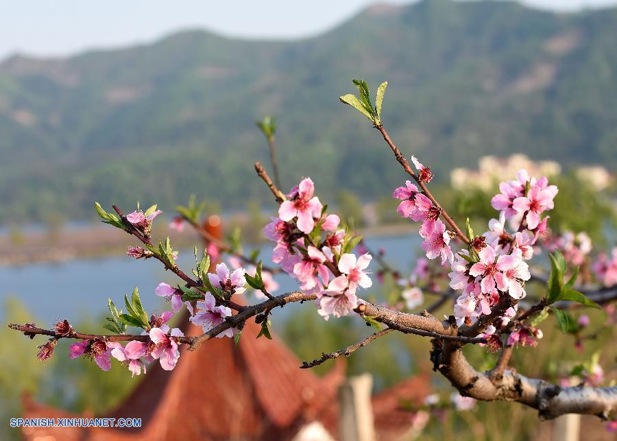 Liaoning: Bello paisaje de flores de durazno en Villa Hekou