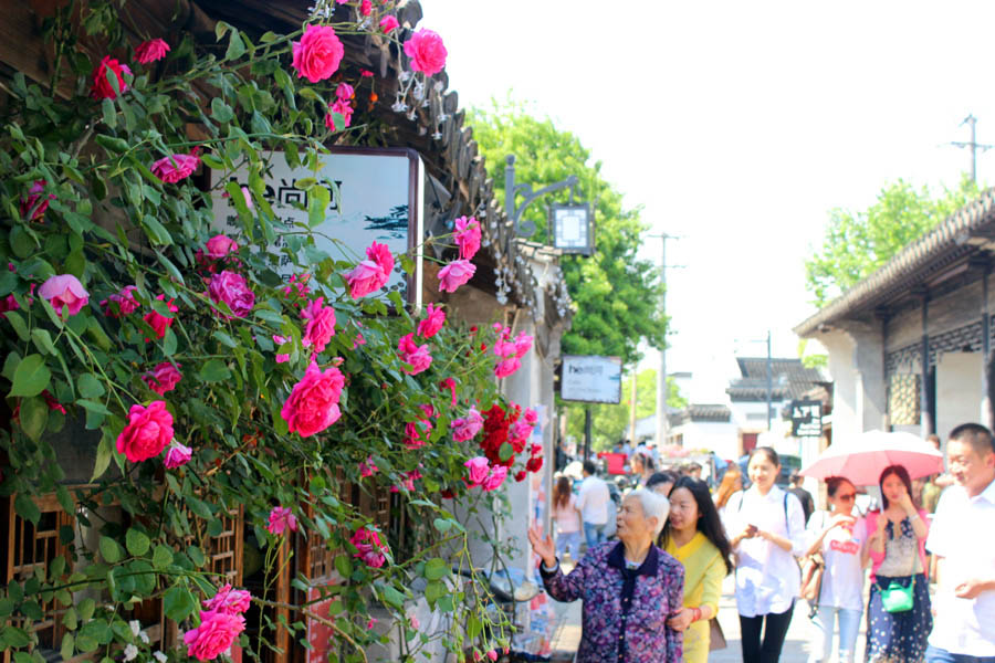 Los turistas aprecian las rosas chinas a lo largo del camino Pingjiang, Suzhou, provincia de Jiangsu, el 5 de mayo de 2015. [Foto por Wang Jiankang / Asianewsphoto]