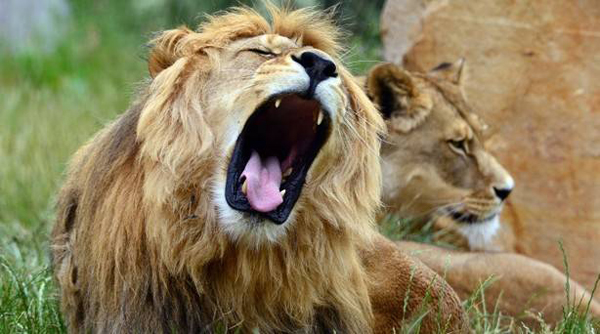 Un león mata a una turista estadounidense